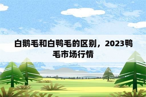 白鹅毛和白鸭毛的区别，2023鸭毛市场行情